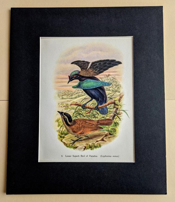 1948 Lesser Superb Bird of Paradise (lophorina Minor) Original