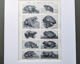 1956 Originele vintage print kikkers en hun nichten pad - amfibieën - kikkers - pad - gematteerd en gemonteerd - wanddecoratie