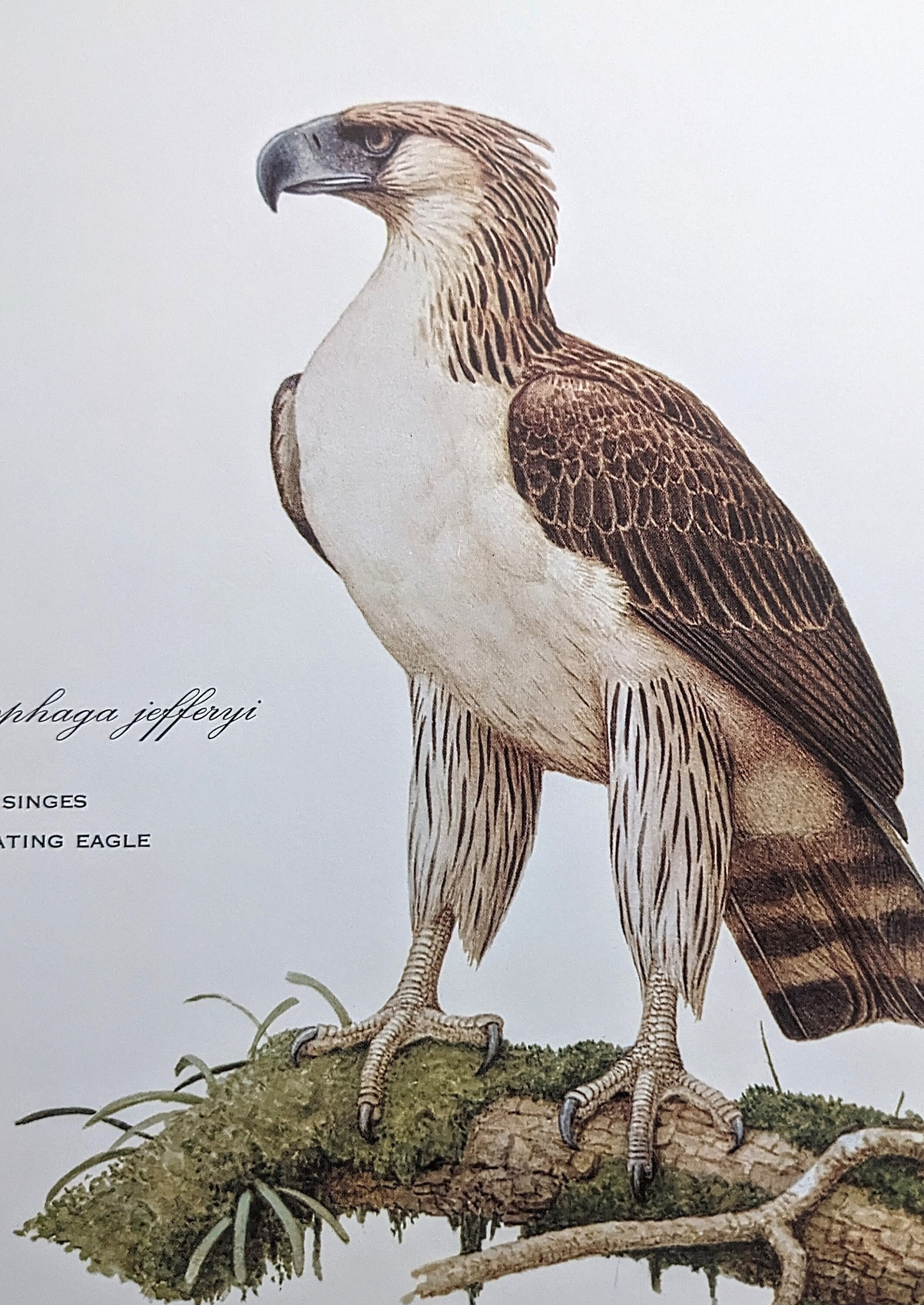 Impresión vintage de águila devoradora de monos de 1970 - Animales en  peligro de extinción - Impresión de zoología - Arte mural - Disponible  montada y con paspartú - Etsy España