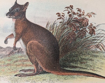 Dama wallaby 1896 estampe originale vintage - histoire naturelle - marsupiaux et monotrèmes - décor animalier - antiquité