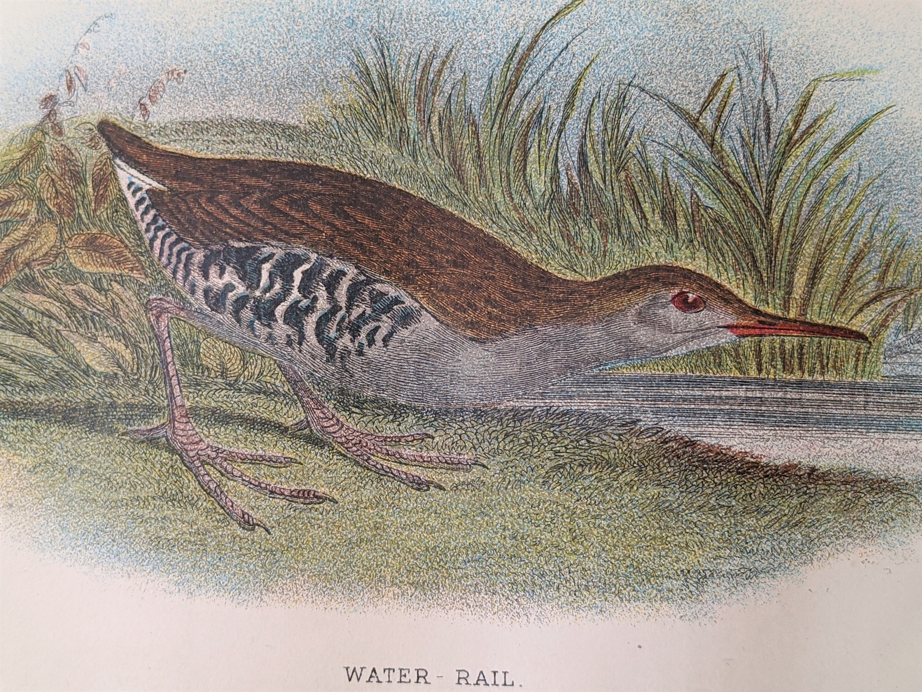 Impressão original antiga de Water Rail de 1897 Ornitologia