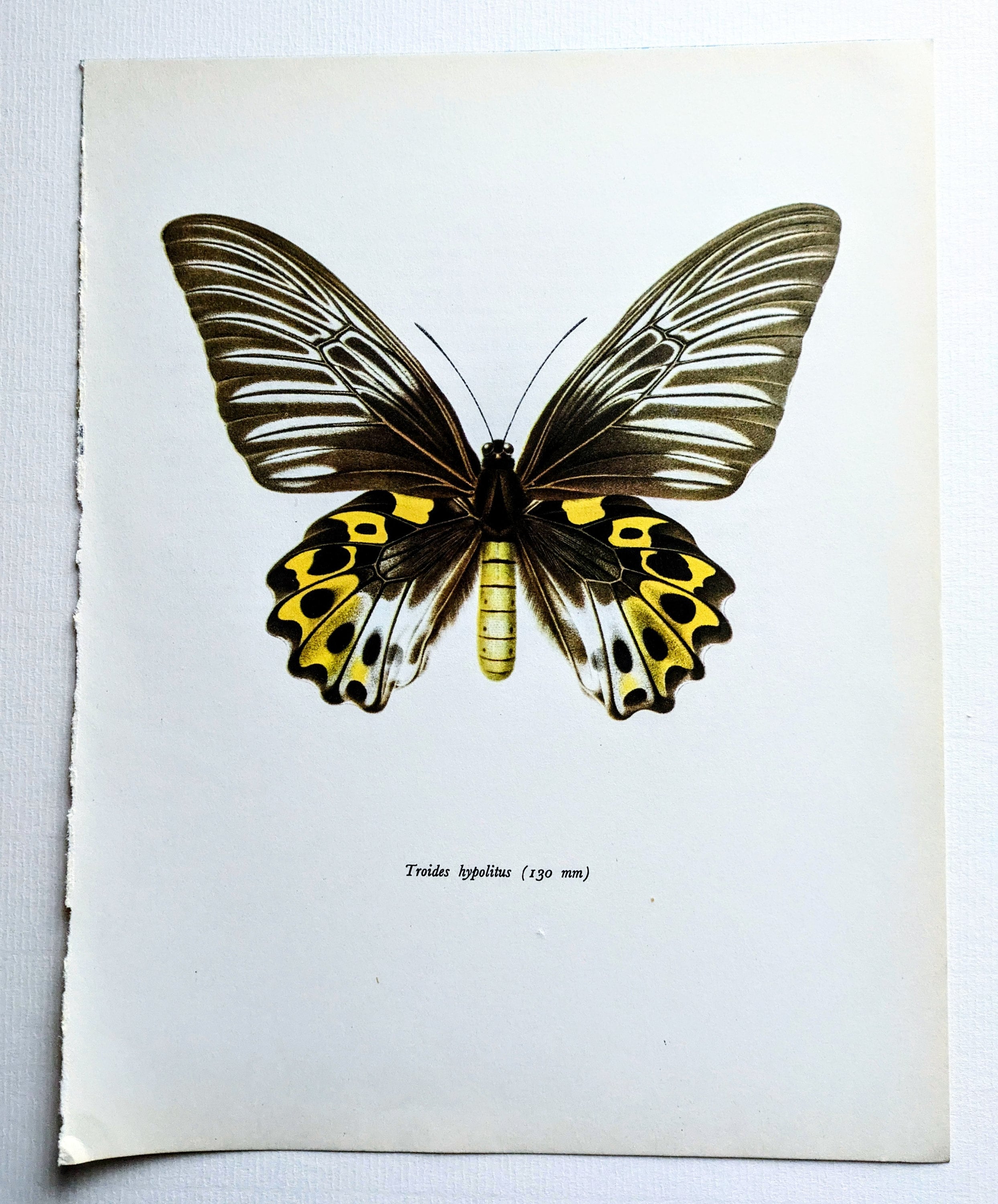 1963 Troides Hypolitus Cramer - Vintage Butterfly Print