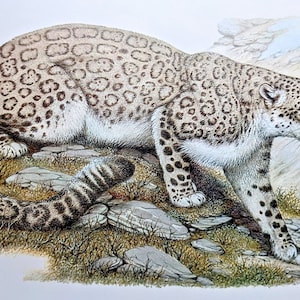 1970 Snow Leopard - Vintage Print - Animals in Danger of Extinction - Zoology Print - Big Cat - Wall Art - Available Mounted & Matted