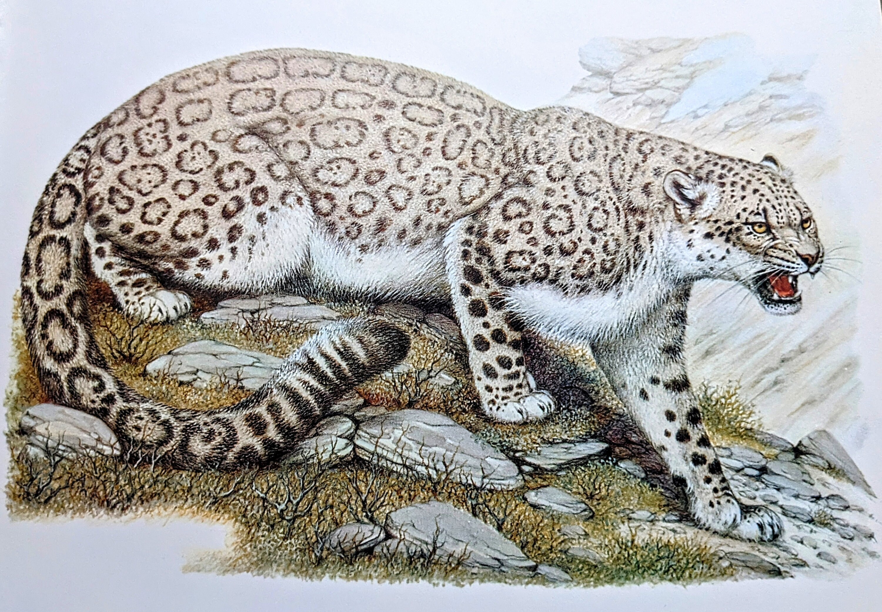 1970 Snow Leopard - Vintage Print - Animals in Danger of Extinction - Zoology Print - Big Cat - Wall Art - Available Mounted & Matted