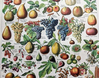 1948 Fruits Original Vintage Print  - Botanical - Pomology Wall Décor