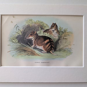 Puede incluir: Una ilustración vintage de dos bandicuts, uno marrón y blanco con rayas, el otro marrón claro, en un entorno herboso. El texto "GUNN'S BANDICOOT" está impreso debajo de la imagen.