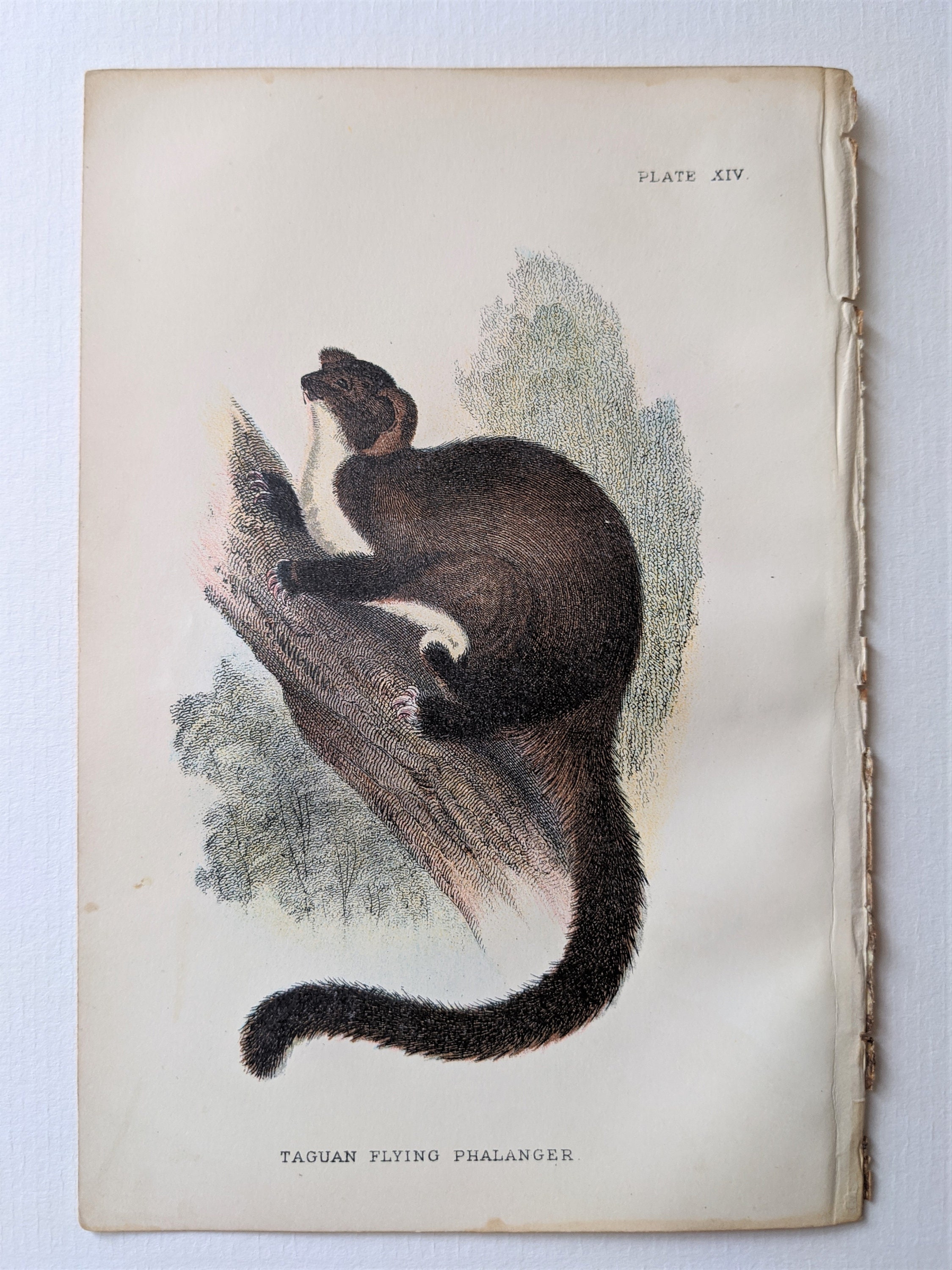 1896 Taguan Flying Phalanger Original Vintage Print Natural - Etsy