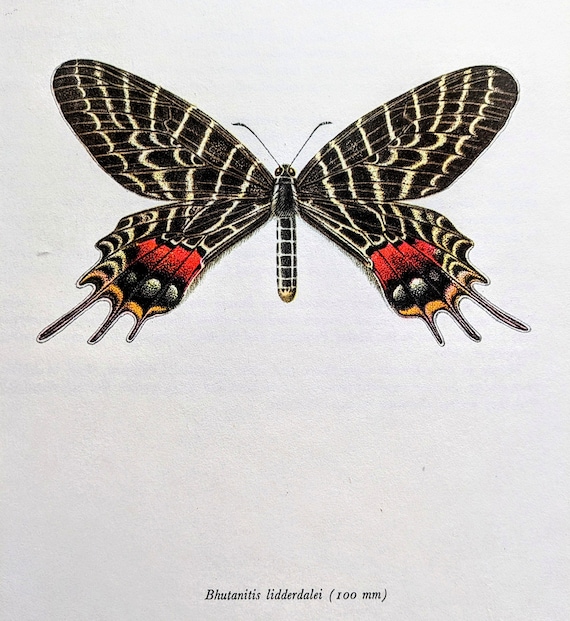 1963 Bhutanitis Lidderdalei the Bhutan Glory Vintage Butterfly