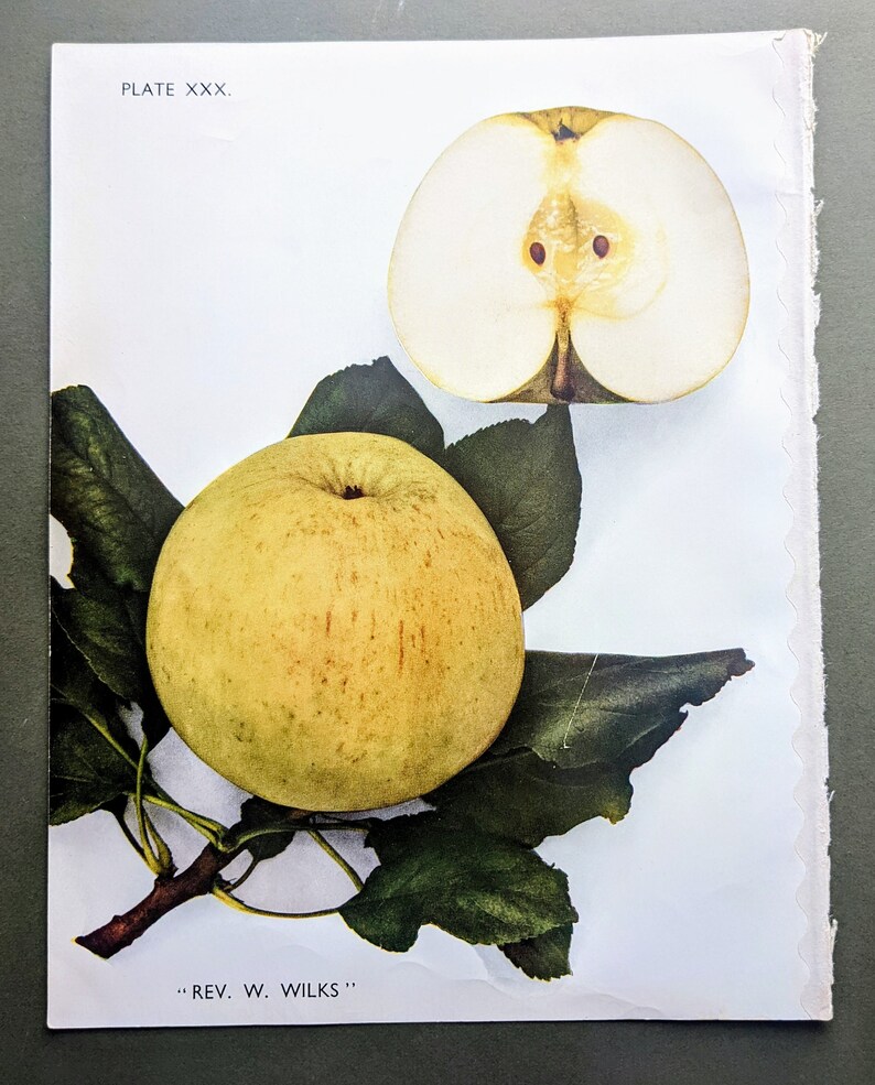 1949 Rev. W. Wilks Apple Impression fruit vintage originale Impression