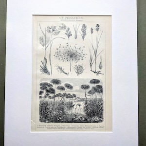 1908年 カヤツリグサ科 オリジナルアンティークプリント 草のような草本植物 - リトグラフ - マウント＆マット - 壁装飾