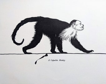 1937 A Capuchin Monkey Original Vintage Print  - Monkey - Primatology - Mounted and Matted - Wall Décor