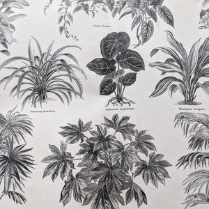 1874 Foliage Plants  Original Antique  Print - Wildlife - Botanical Print - Victorian Décor - Botany