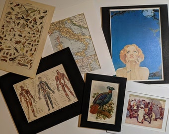 1948 Grey-chested Bird of Paradise (paradisea Decora) Original