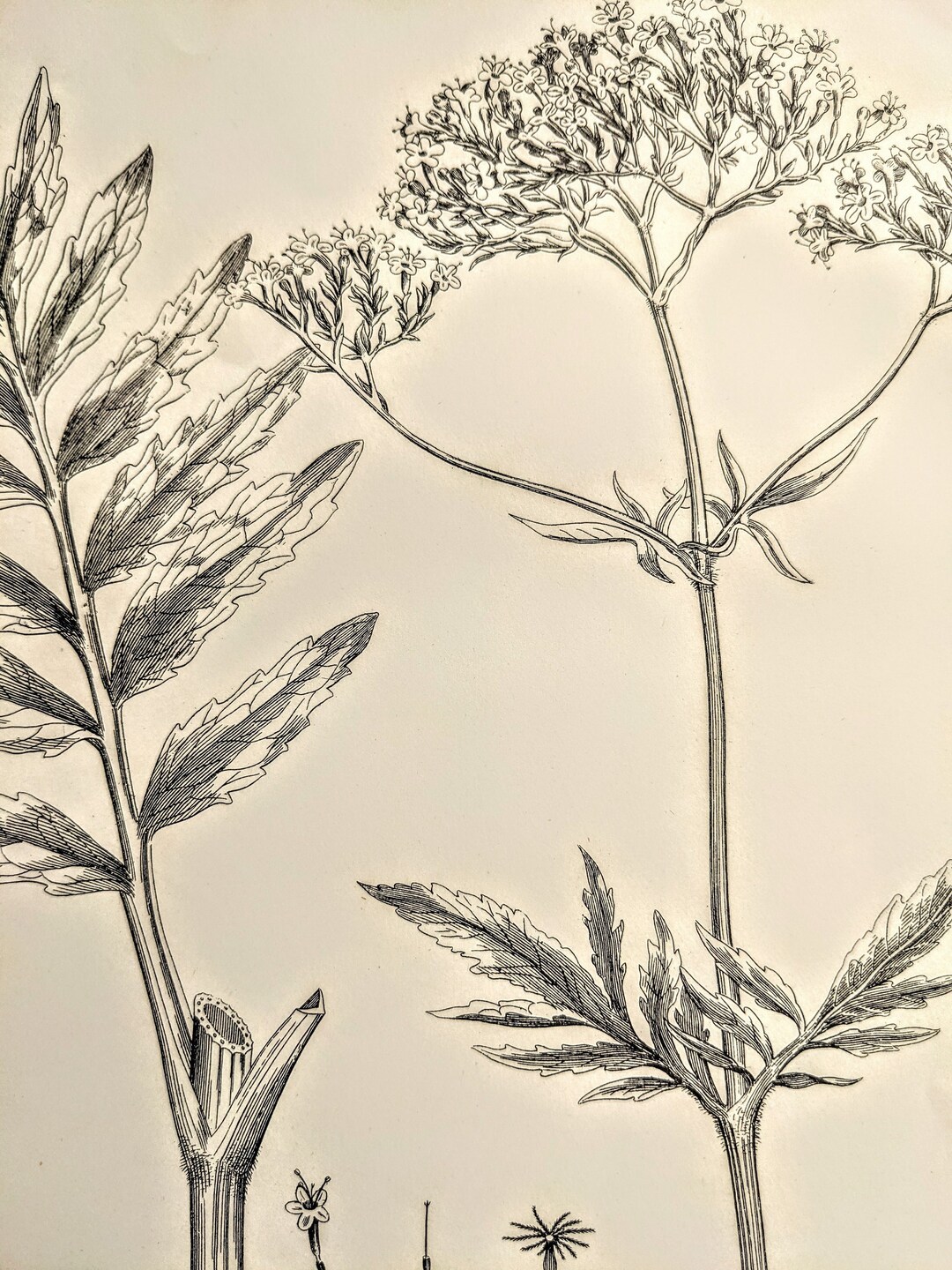 1898 Great Wild Valerian Original Antique Print - Vintage