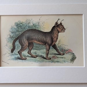 1896 CARACAL Print - Big Cats Print - Carnivora Print