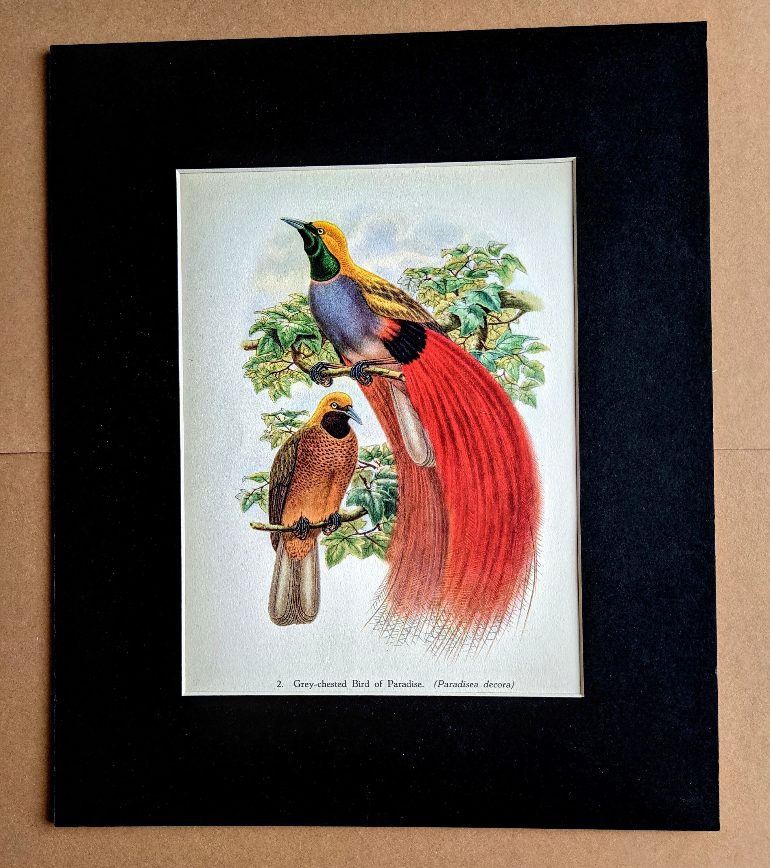 1948 Grey-chested Bird of Paradise (paradisea Decora) Original