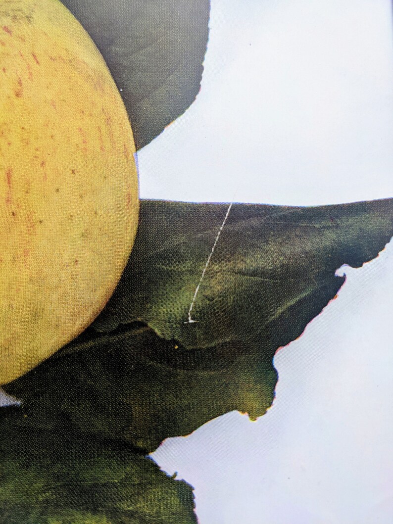 1949 Rev. W. Wilks Apple Impression fruit vintage originale Impression