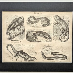 Op de afbeelding: Een vintage zwart-witte illustratie van verschillende hagedissen, waaronder een kameleon, een gekko en een slang. De afbeelding heeft de titel "Eidechsen", wat Duits is voor "hagedissen".