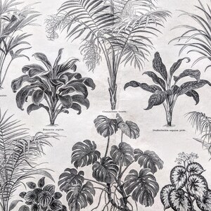 1874 Foliage Plants  Original Antique  Print - Wildlife - Botanical Print - Victorian Décor - Botany