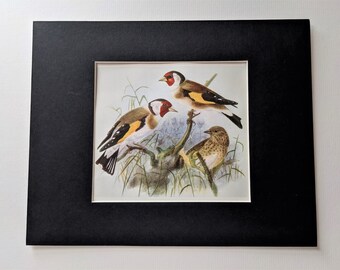 1907 Goldfinch Antique Matted Lithograph -Ornithology- Birds of Britain - Natural History - Wildlife - Decorative Print