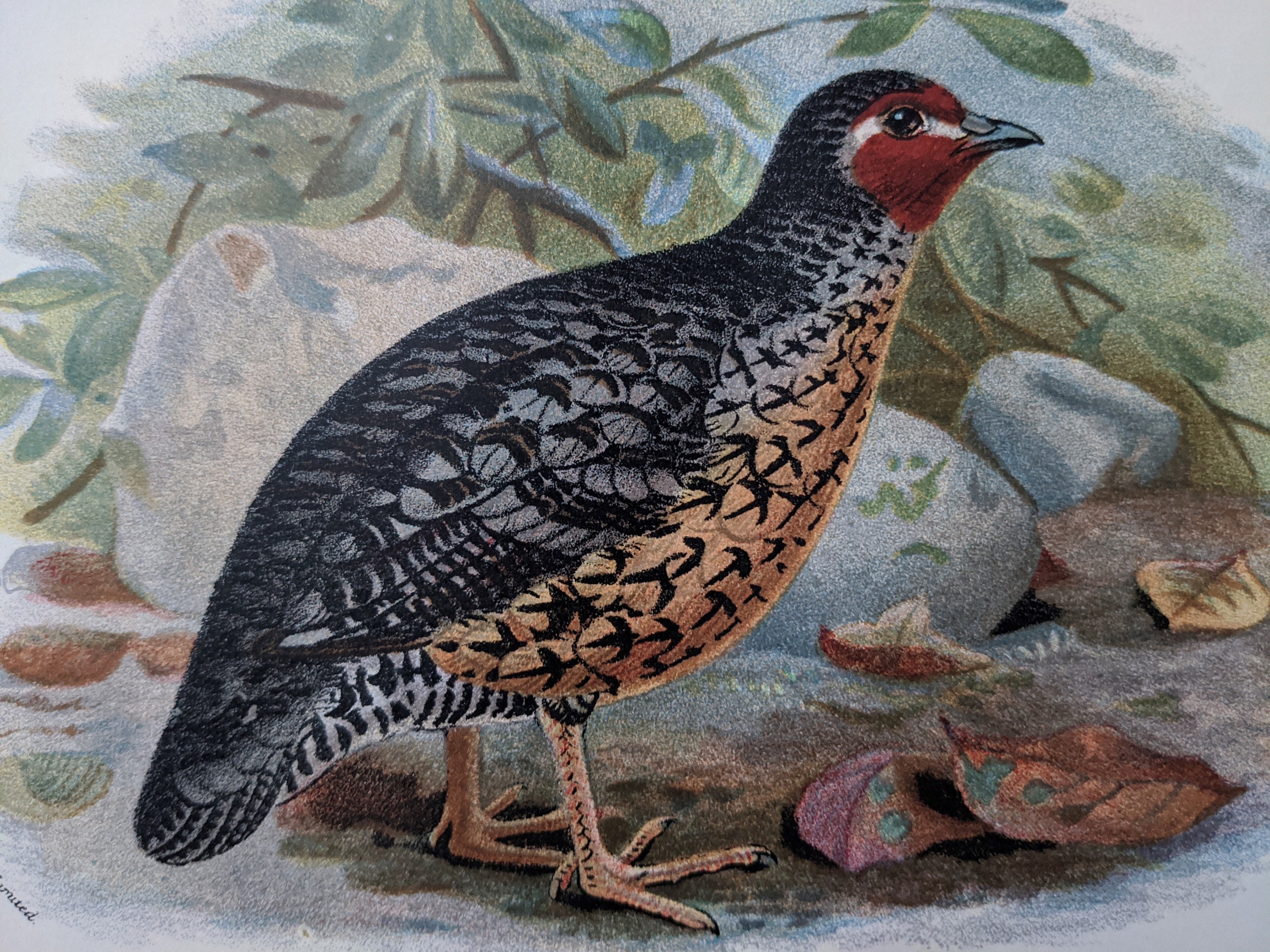 1896 Manipur Painted Bush Quail Antique Print Ornithology - Etsy