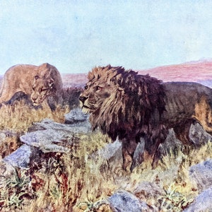 1940 African lion and Lioness Original Vintage Print -  African Wildlife - Large Cat - Genus Panthera - Mounted Wall  Décor