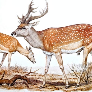 May include: A watercolour painting of two deer, one with large antlers, standing in a grassy field. The deer are brown with white spots and have long legs. The deer are looking in different directions.