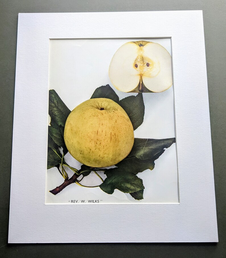 1949 Rev. W. Wilks Apple Impression fruit vintage originale Impression
