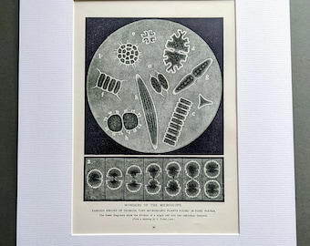 1940 Wonders of The Microscope Vintage Print Various Species of Desmids, Tiny Microscopic Plants Found in Pond Water - Mounted - Wall Décor