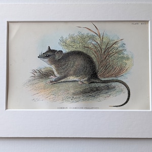 Puede incluir: Una ilustración vintage de un Falangero Dormilón Común, un pequeño mamífero peludo con una cola larga, sentado en un lecho de hierba. La ilustración está en color y tiene un estilo detallado y realista. El texto "Plate XVII" y "Common Dormouse-Phalanger" está impreso debajo de la imagen.