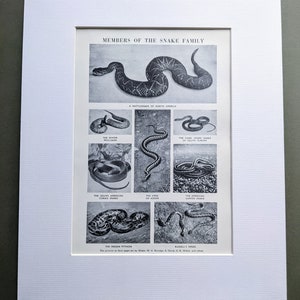 1956 Members of the Snake Family  Original Vintage Print -  Rattlesnake - Adder - Python - Vipers - Reptiles - Matted - Wall Décor