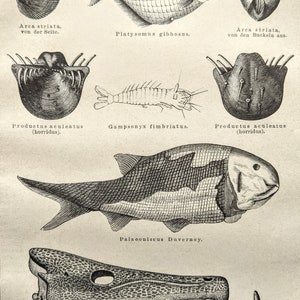 1875  Fossils of the Dyas Formation Original Antique  Print - fossils - Wood Engraving - Available Mounted and Matted
