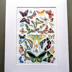 1948 Lepidopterology Original Vintage Print - Butterflies - Insects -Vintage Illustration - Mounted - Wall Décor