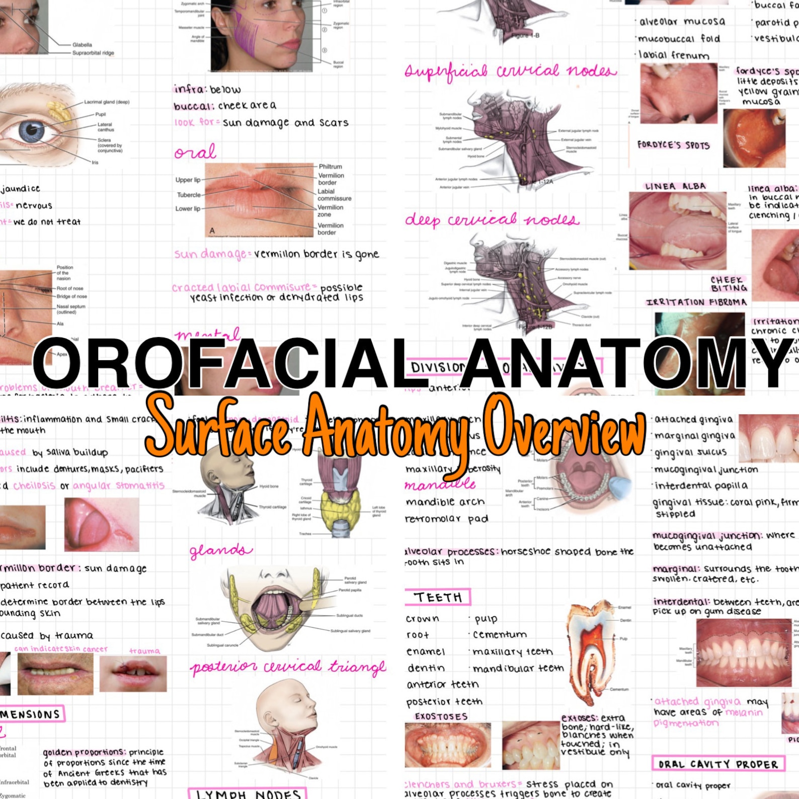 Dental Hygiene Surface Anatomy Overview Notes - Etsy