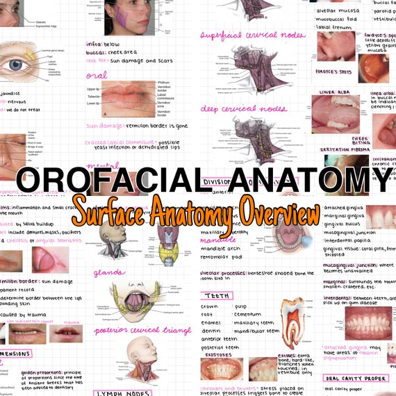 Dental Hygiene Surface Anatomy Overview Notes Etsy