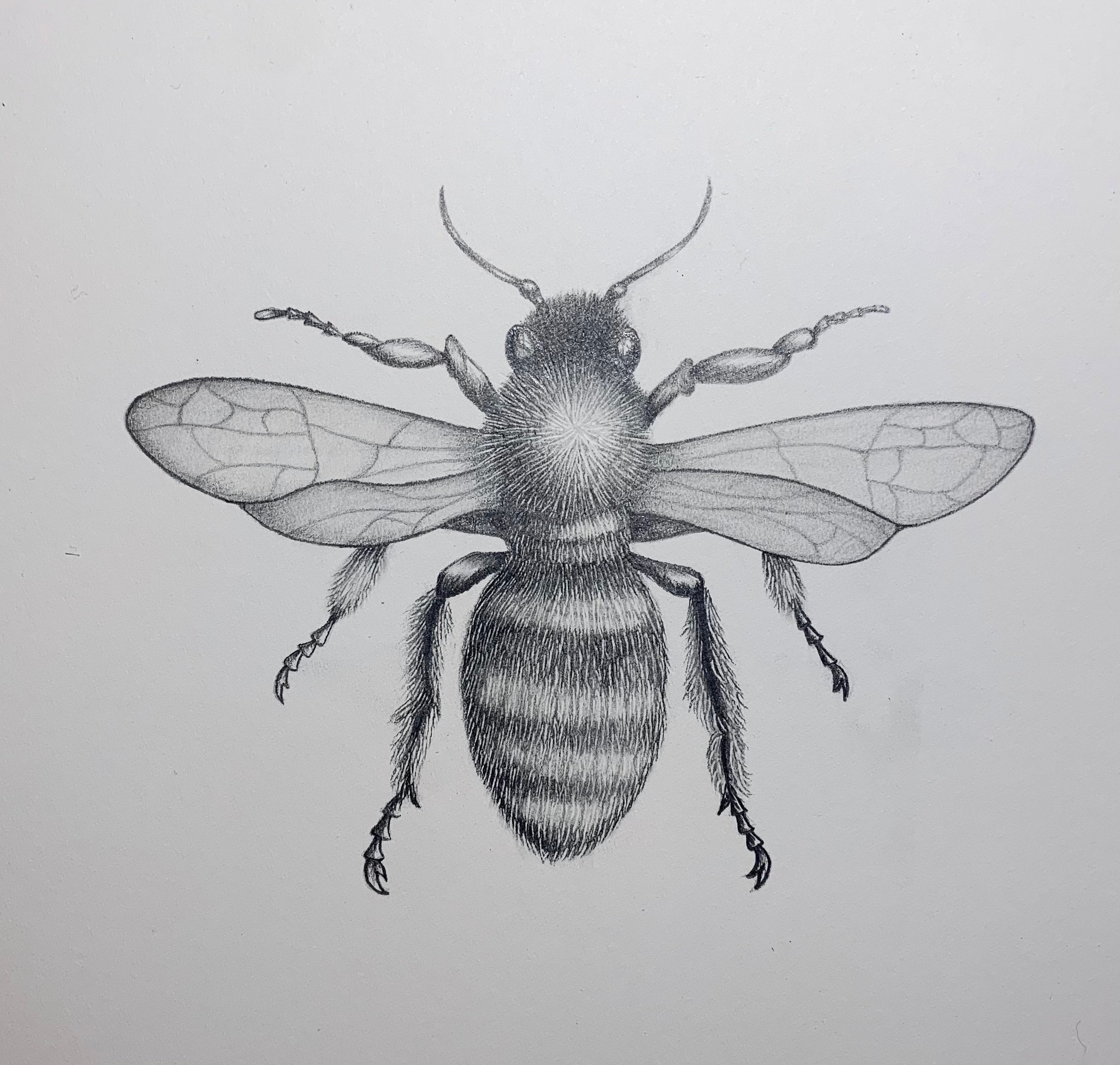 Realistic Sketch Bee Drawing