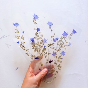 Segnalibro fiore pressato su carta di cotone fatta a mano, fiordaliso, segnalibro fatto a mano, regalo, fiore secco, fiore secco, segno di pagina Le Bleuet