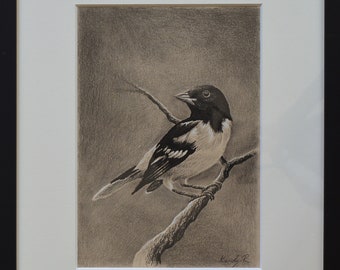 Baltimore Oriole Kohle Zeichnung 21x14,8 cm auf Natur Papier