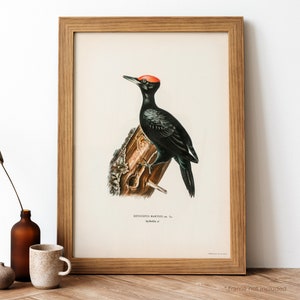 Dryocopus martius Vintage Poster, Red Crest Black Body Bird Retro Print, Antique Print, Vintage Birds Poster BB146 image 1