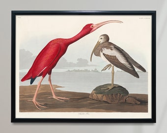 Scarlet Ibis Vintage Poster, Red and Brown Large Birds Retro Print, Red and Brown Large Birds Antique Print, Vintage Birds Poster | BB73