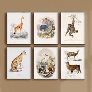 Set of 6 Vintage Animal Posters, Retro Animal Ads, Wildlife Antique Prints, Animal Kingdom Vintage Posters, Monkey Giraffe Elephant  | SE17