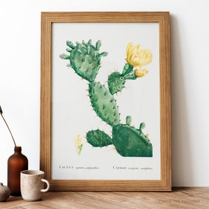 Aloe Opuntia Polyanthos Vintage Plakat, Kaktus mit Gelber Blume Retro Druck, Antiker Druck, Vintage botanisches Plakat | BT57