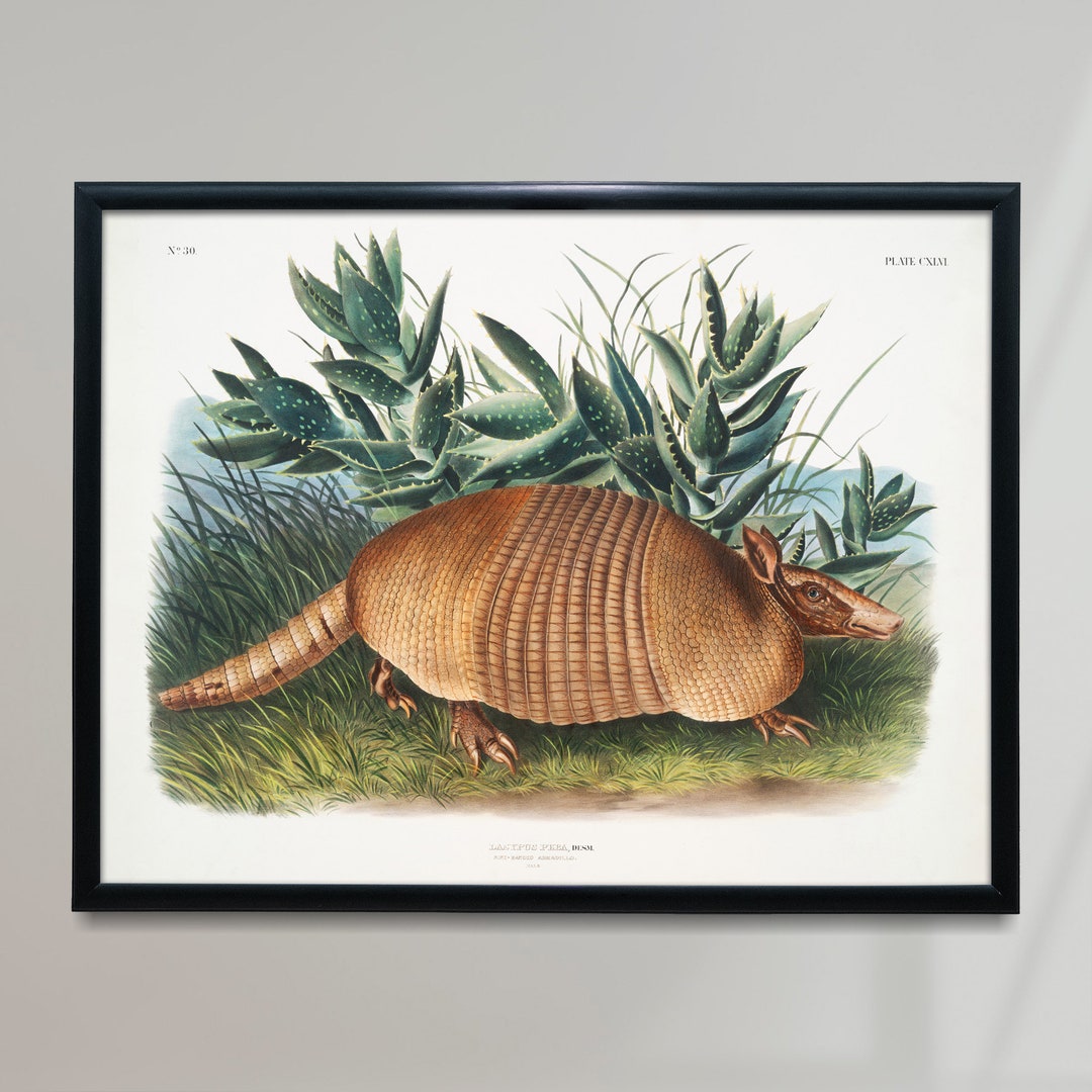 Nine-banded Armadillo Vintage Poster, Medium-sized Mammal Retro Print