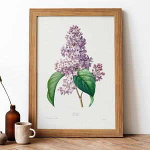 Pôster Vintage Lilás, Planta lilás florida Impressão Retro, Planta lilás florida Impressão Antiga, Pôster Botânico Vintage | BT14