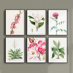 Set of 6 Vintage Botanical Posters, Retro Botanical Ads, Plants Antique Prints, Herbs Plants Flower Vintage Posters | SE13