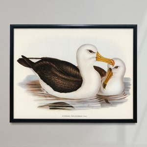 Black-eyebrowed Albatros Vintage Poster, Albatrosses in the Water Retro Print, Antique Print, Vintage Animal Poster | AN94