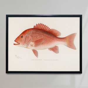 May include: A vintage illustration of a red snapper fish, with the scientific name "Lutjanus Blackfordi" written below. The fish is depicted in a realistic style with detailed scales and fins.