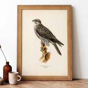 Gyrfalcon, Gyr Falcon male Vintage Poster, Dark Grey Bird Retro Print, Dark Grey Bird Antique Print, Vintage Birds Poster | BB133