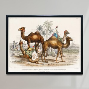 Paesaggio con cammelli Poster vintage, specie di cammelli Stampa retrò, specie di cammelli Stampa antica, poster vintage di animali / AN34