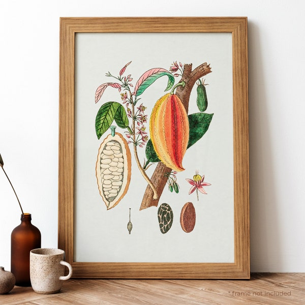 Cocoa Bean Vintage Poster, Cocoa Bean Sliced Retro Print, Cocoa Bean Sliced Antique Print, Vintage Botanical Poster | BT69